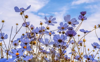 Renewal and Awakening: Using Mindfulness to Embrace Spring
